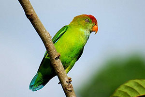 Sri Lanka hanging parrot_sml
